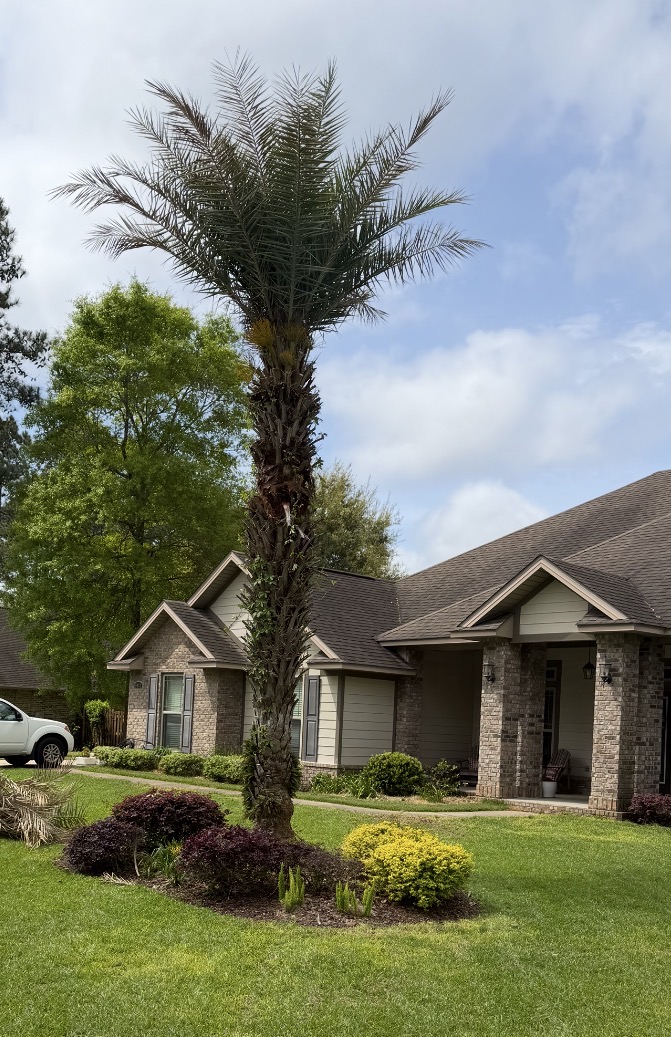 Palm Pruning in Stone Chase
